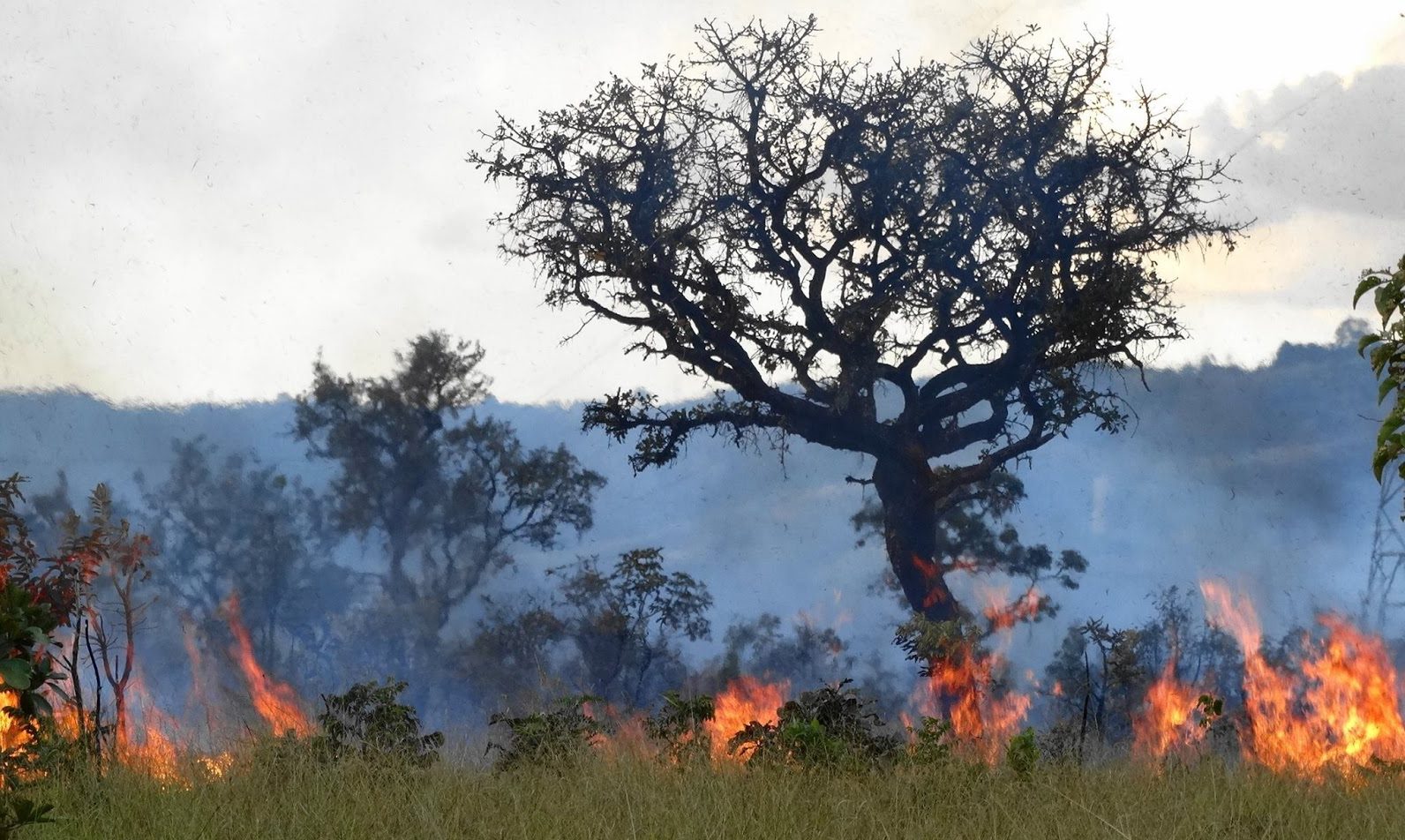 Cerrado Registra Mais Focos De Queimadas Do Que A Amazônia Em Setembro ...